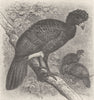 BIRDS. Crested curassows 1895 old antique vintage print picture