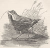BIRDS. Male and female Carolina rails 1895 old antique vintage print picture
