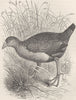BIRDS. Mortier water-hen 1895 old antique vintage print picture