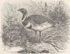 BIRDS. Little bustard in breeding plumage  1895 old antique print picture