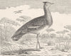 BIRDS. Arabian bustard 1895 old antique vintage print picture