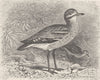 BIRDS. Common thicknee 1895 old antique vintage print picture