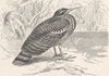 BIRDS. Sun-bittern 1895 old antique vintage print picture