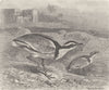 BIRDS. Black-backed courser 1895 old antique vintage print picture