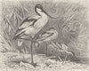 BIRDS. Avocets 1895 old antique vintage print picture