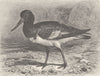 BIRDS. Common oyster-catcher 1895 old antique vintage print picture