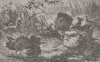 BIRDS. Ruffs and reeves 1895 old antique vintage print picture