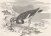 BIRDS. Common turnstone 1895 old antique vintage print picture