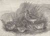 FAMILY. A family of Wilson's snipe 1895 old antique vintage print picture