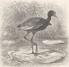 BIRDS. Brazilian jacana 1895 old antique vintage print picture