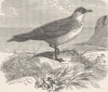 BIRDS. Pomatorhine skua 1895 old antique vintage print picture
