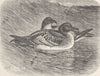 BIRDS. Cape petrels swimming 1895 old antique vintage print picture
