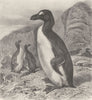 BIRDS. Great auk 1895 old antique vintage print picture