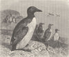 BIRDS. Common guillemots 1895 old antique vintage print picture
