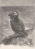 BIRDS. Common puffin 1895 old antique vintage print picture