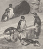 BIRDS. Group of black-footed penguins 1895 old antique vintage print picture