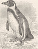 BIRDS. Humboldt's penguin 1895 antique vintage print picture