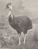 BIRDS. Australian cassowary 1895 old antique vintage print picture