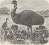 BIRDS. Emeu and chicks 1895 old antique vintage print picture