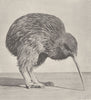 BIRDS. Kiwi feeding 1895 old antique vintage print picture