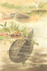 TORTOISES. Soft river tortoises 1896 old antique vintage print picture