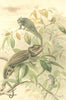 REPTILES. Chamaeleons 1896 old antique vintage print picture
