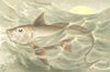 FISH. Chimaera 1896 old antique vintage print picture