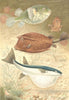 FISH. Globe fish and coffer fish 1896 old antique vintage print picture