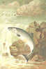 FISH. A salmon leap 1896 old antique vintage print picture