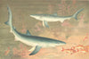 FISH. Blue shark 1896 old antique vintage print picture