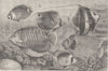 FISH. Group of scaly-finned fisher 1896 old antique vintage print picture