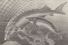 FISH. Giant and common sturgeon 1896 old antique vintage print picture
