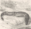 MISSISSIPPI. Mississippi alligator 1896 old antique vintage print picture