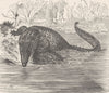 CROCODILES. Estuarine crocodile 1896 old antique vintage print picture