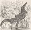 CROCODILES. Sharp-nosed crocodile 1896 old antique vintage print picture