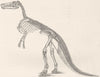 BIRDS. Skeleton of claosaur, bird-like dinosaurs 1896 old antique print