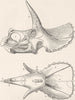 DINOSAURS. Upper & side skull of horned dinosaur 1896 old antique print