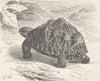 TORTOISES. Elegant tortoise 1896 old antique vintage print picture