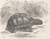 BIRDS. Carolina box-tortoise 1896 old antique vintage print picture