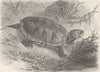 TERRAPINS. Sculptured terrapin 1896 old antique vintage print picture