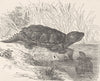 TERRAPINS. Alligator-terrapin 1896 old antique vintage print picture