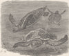 TURTLES. Hawksbill turtles swimming 1896 old antique vintage print picture