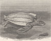 TURTLES. Leathery turtle 1896 old antique vintage print picture