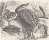 TORTOISES. Snake-necked tortoise 1896 old antique vintage print picture