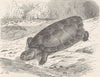 TORTOISES. Giant Amazonian tortoise 1896 old antique vintage print picture