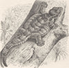REPTILES. Fringed gecko 1896 old antique vintage print picture