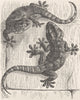 REPTILES. Wall-geckos 1896 old antique vintage print picture