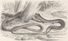 REPTILES. Common scale-footed lizard  1896 old antique vintage print picture