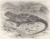 REPTILES. Armed agama 1896 old antique vintage print picture