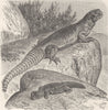 REPTILES. Arabian thorny-tailed lizard  1896 old antique vintage print picture